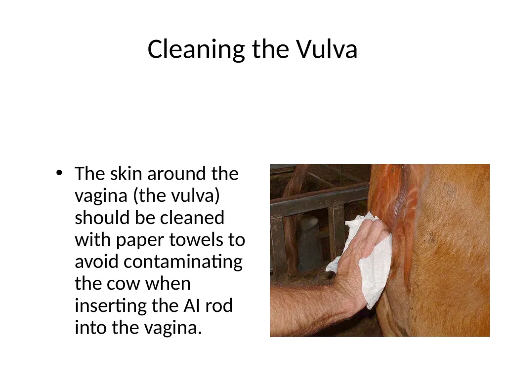 Reproductive organs of cattle Paper 1: Question 4 - slide 49 of 65