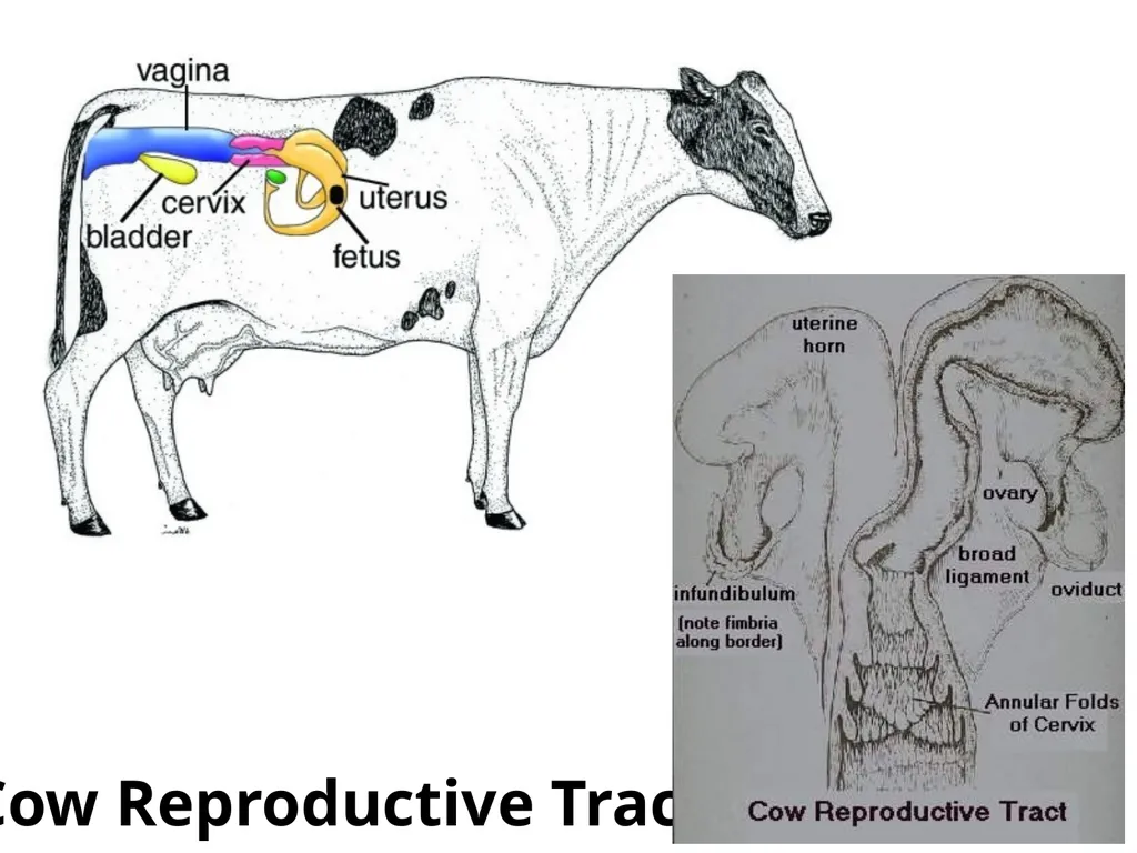 Reproductive organs of cattle Paper 1: Question 4 - slide 14 of 65