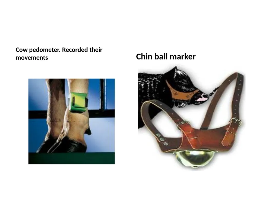 Reproductive organs of cattle Paper 1: Question 4 - slide 17 of 65