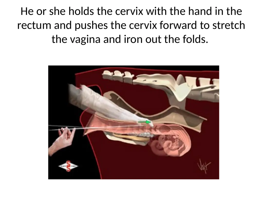 Reproductive organs of cattle Paper 1: Question 4 - slide 51 of 65