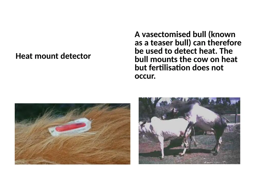 Reproductive organs of cattle Paper 1: Question 4 - slide 18 of 65