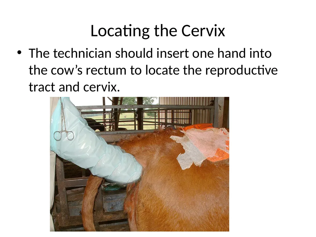Reproductive organs of cattle Paper 1: Question 4 - slide 50 of 65