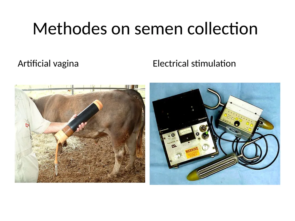 Reproductive organs of cattle Paper 1: Question 4 - slide 34 of 65