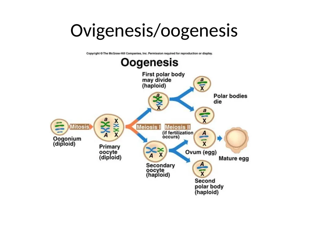 Reproductive organs of cattle Paper 1: Question 4 - slide 15 of 65