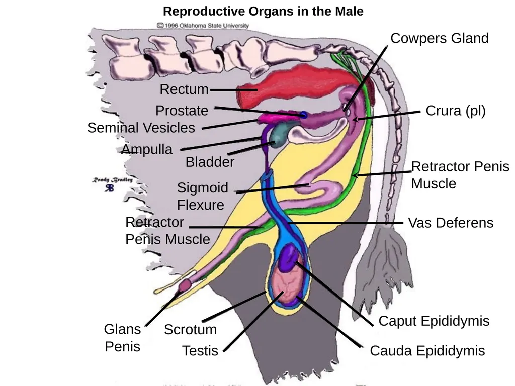 Reproductive organs of cattle Paper 1: Question 4 - slide 2 of 65