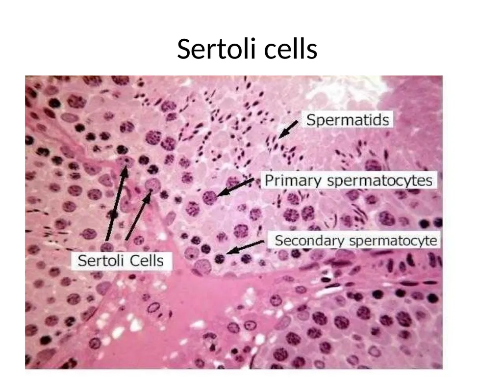 Reproductive organs of cattle Paper 1: Question 4 - slide 4 of 65