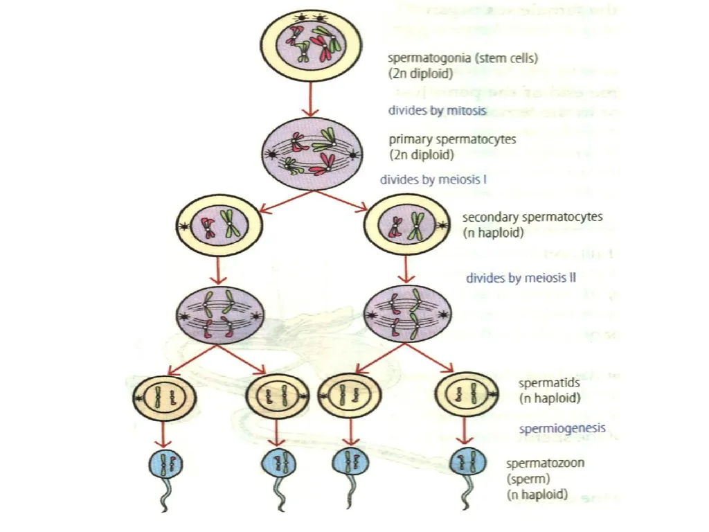 Reproductive organs of cattle Paper 1: Question 4 - slide 10 of 65