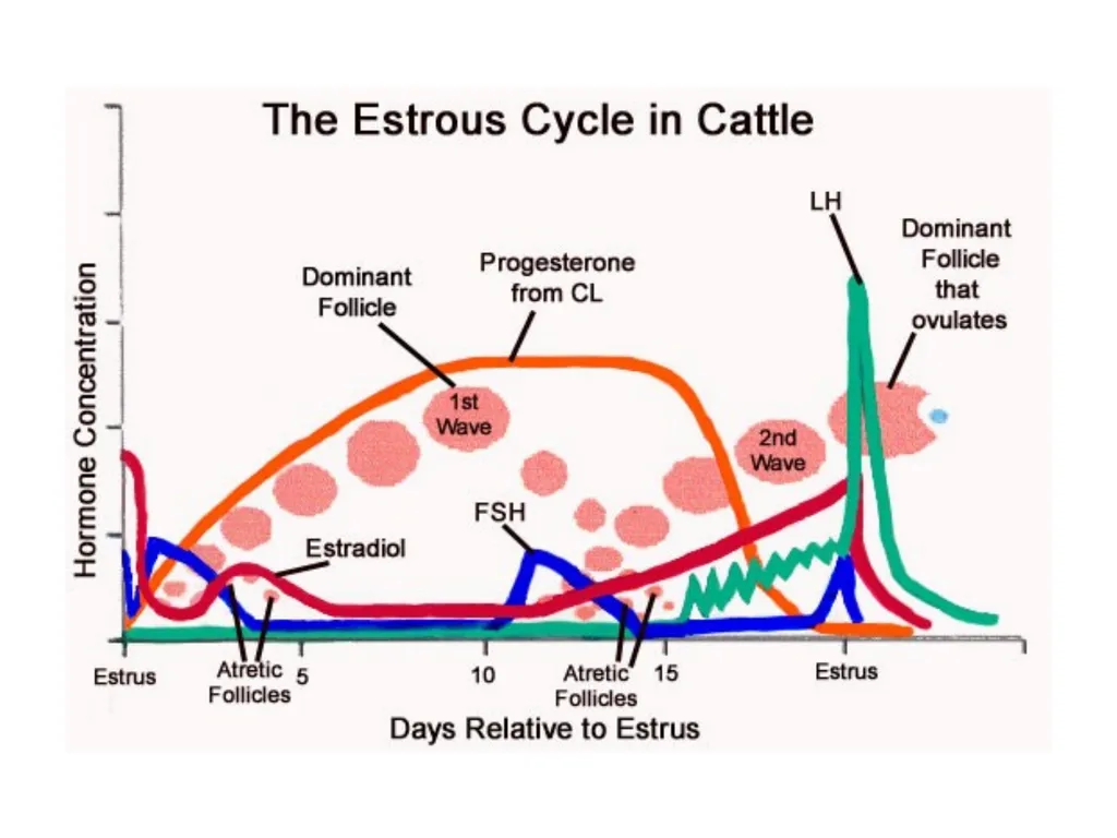 Reproductive organs of cattle Paper 1: Question 4 - slide 19 of 65
