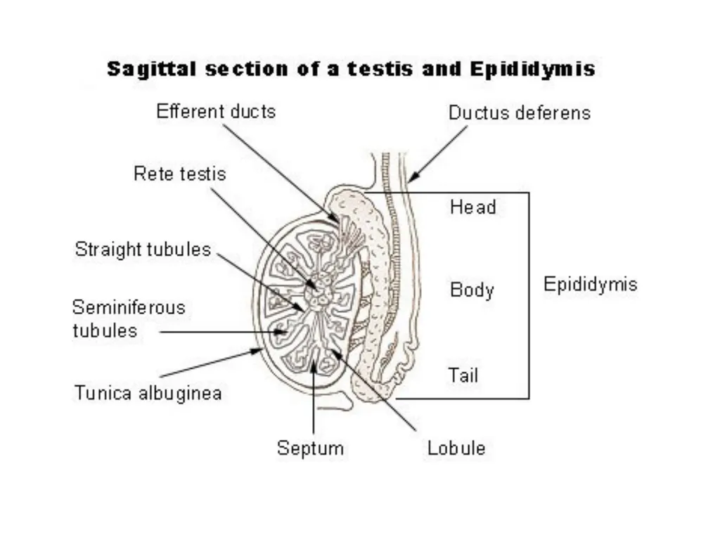 Reproductive organs of cattle Paper 1: Question 4 - slide 3 of 65