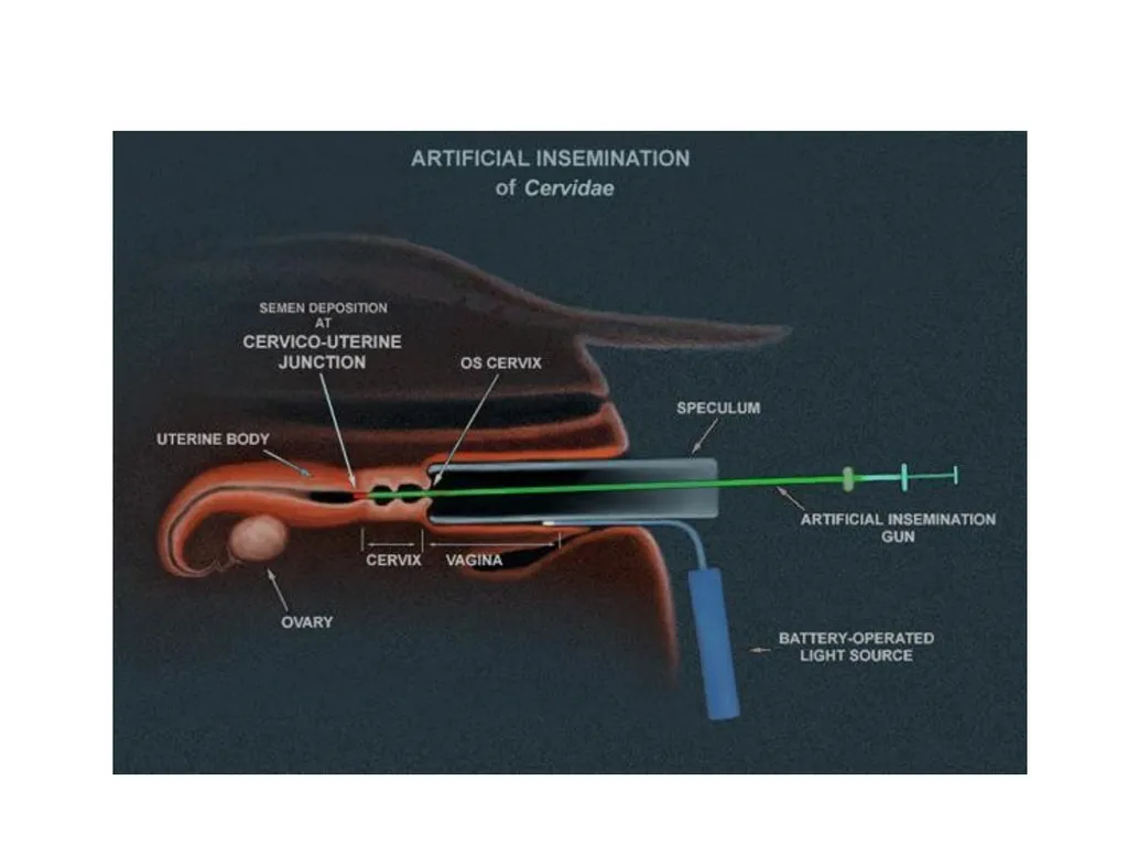 Reproductive organs of cattle Paper 1: Question 4 - slide 33 of 65