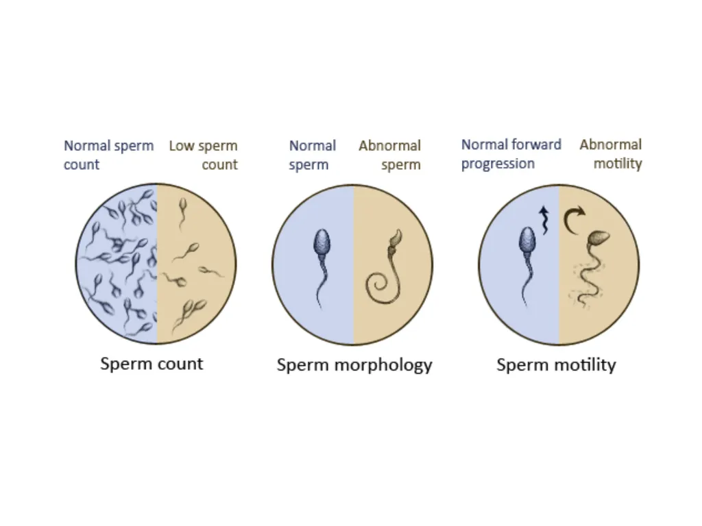 Reproductive organs of cattle Paper 1: Question 4 - slide 38 of 65