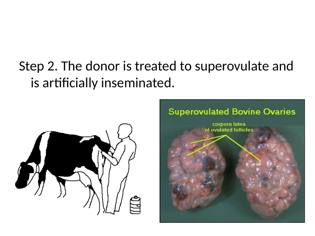 Reproductive organs of cattle Paper 1: Question 4 - slide 56 of 65