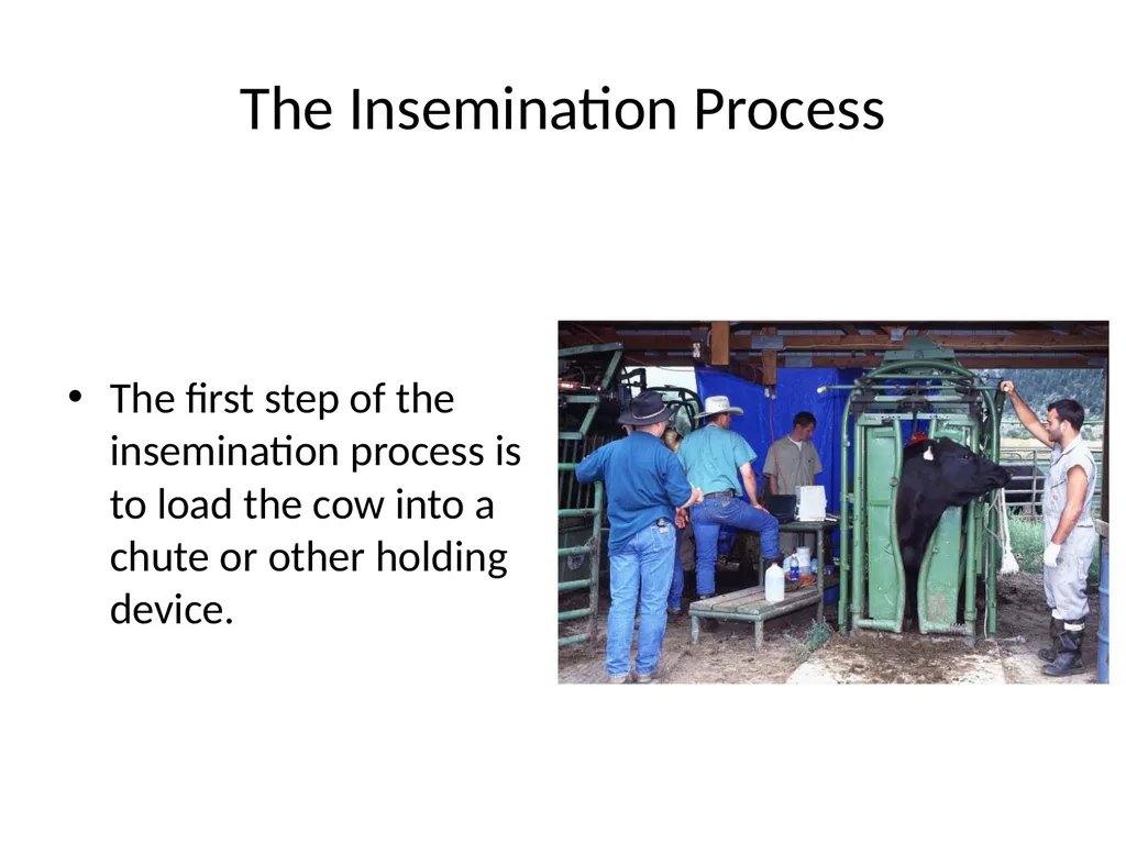 Reproductive organs of cattle Paper 1: Question 4 - slide 42 of 65