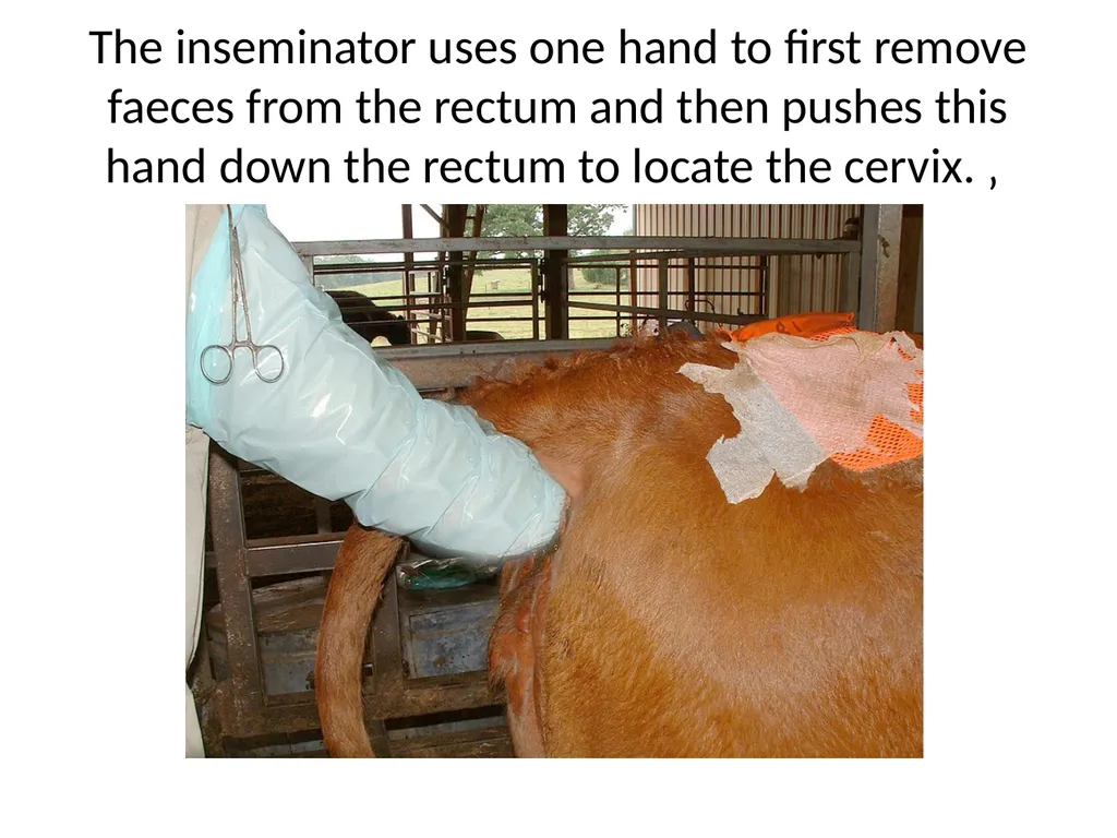 Reproductive organs of cattle Paper 1: Question 4 - slide 48 of 65