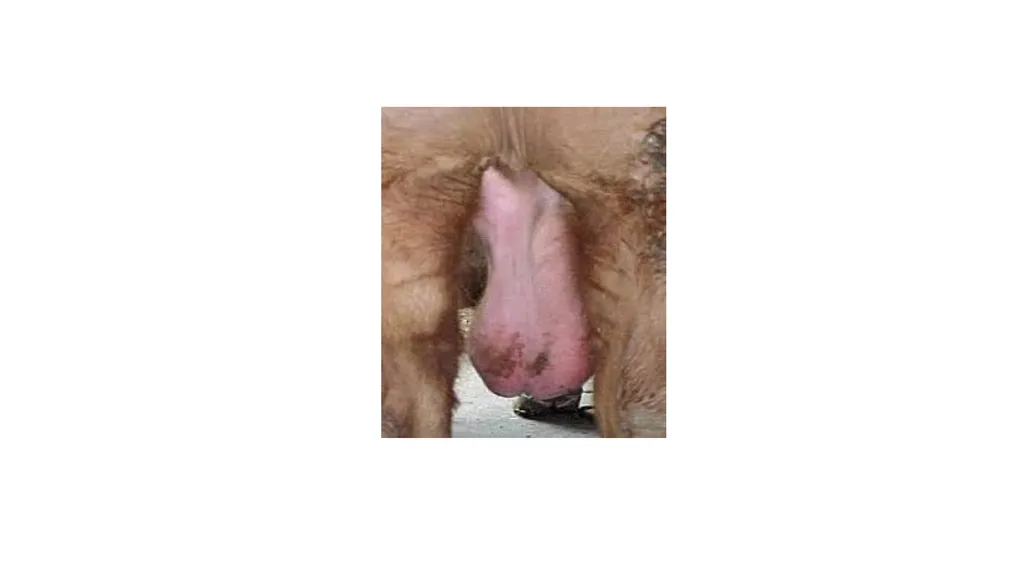 URINARY SYSTEM Kidneys are large lobulated - slide 46 of 58