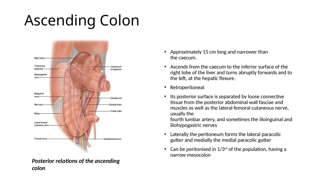 ANATOMY OF THE LOWER GASTROINTESTINAL TRACT DR. A. - slide 8 of 23