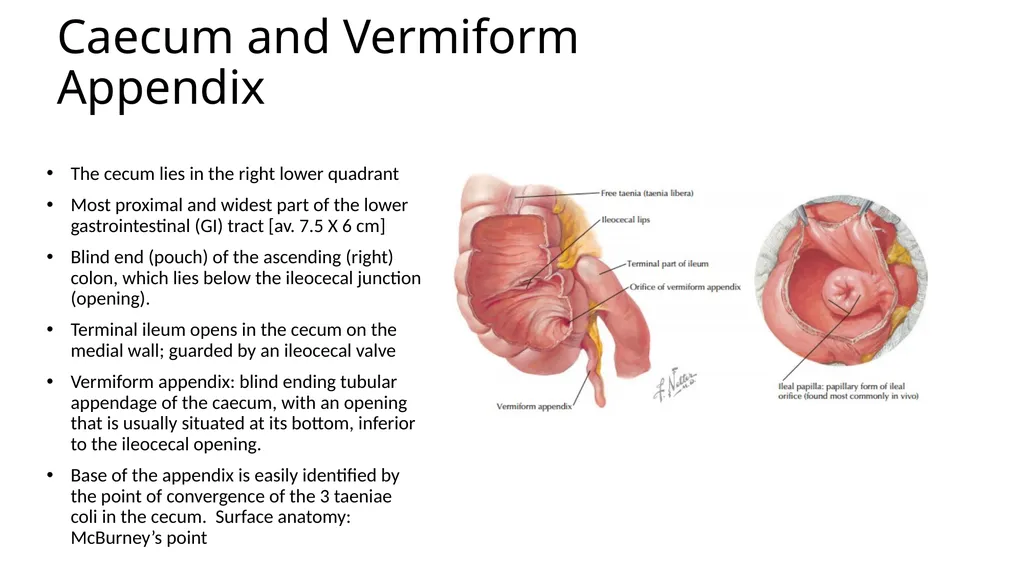 ANATOMY OF THE LOWER GASTROINTESTINAL TRACT DR. A. - slide 7 of 23