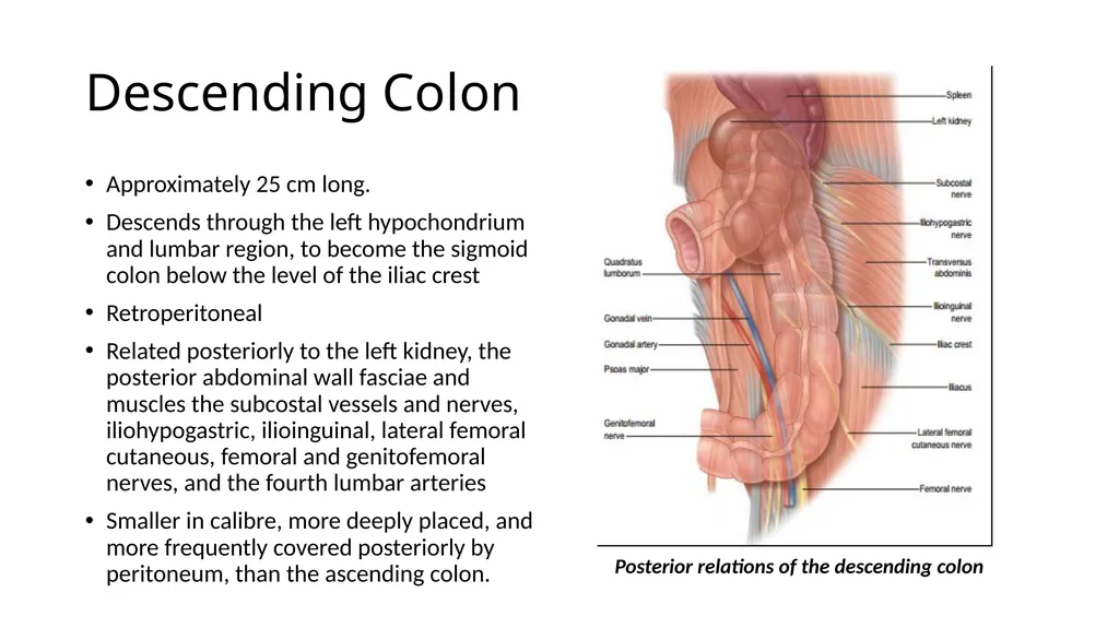 ANATOMY OF THE LOWER GASTROINTESTINAL TRACT DR. A. - slide 10 of 23