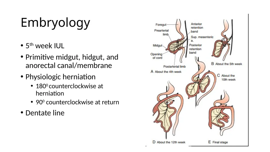 ANATOMY OF THE LOWER GASTROINTESTINAL TRACT DR. A. - slide 17 of 23