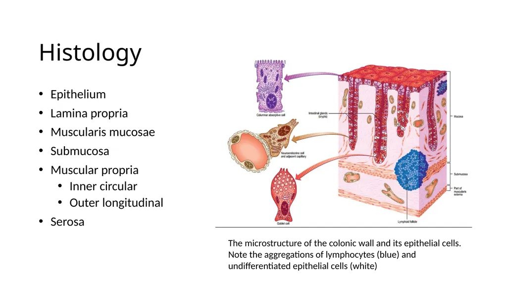 ANATOMY OF THE LOWER GASTROINTESTINAL TRACT DR. A. - slide 18 of 23