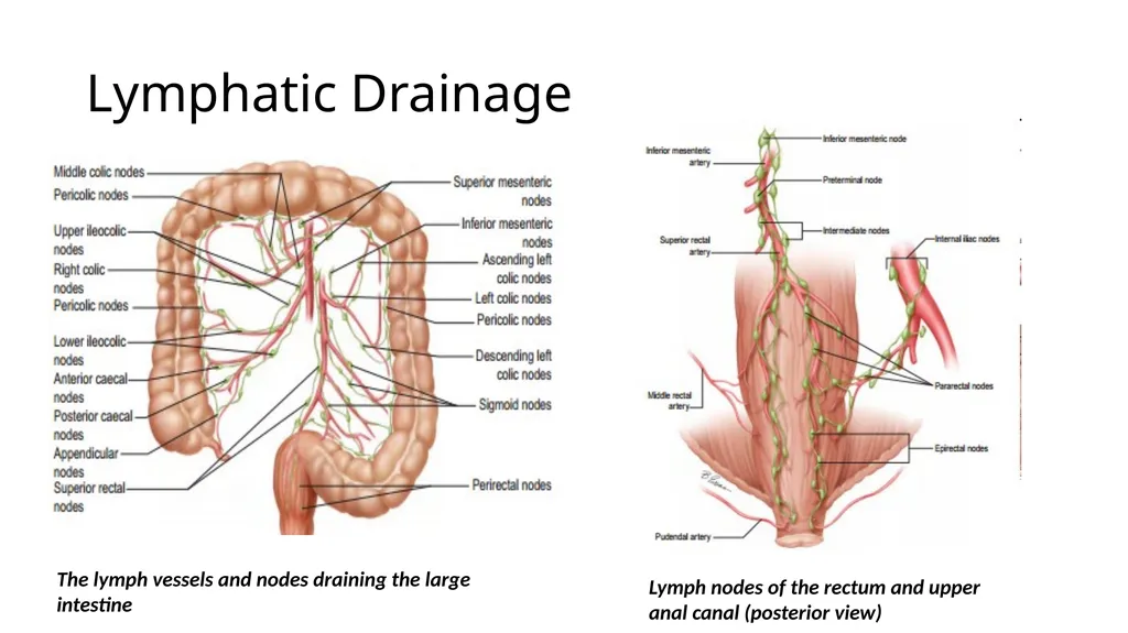 ANATOMY OF THE LOWER GASTROINTESTINAL TRACT DR. A. - slide 15 of 23
