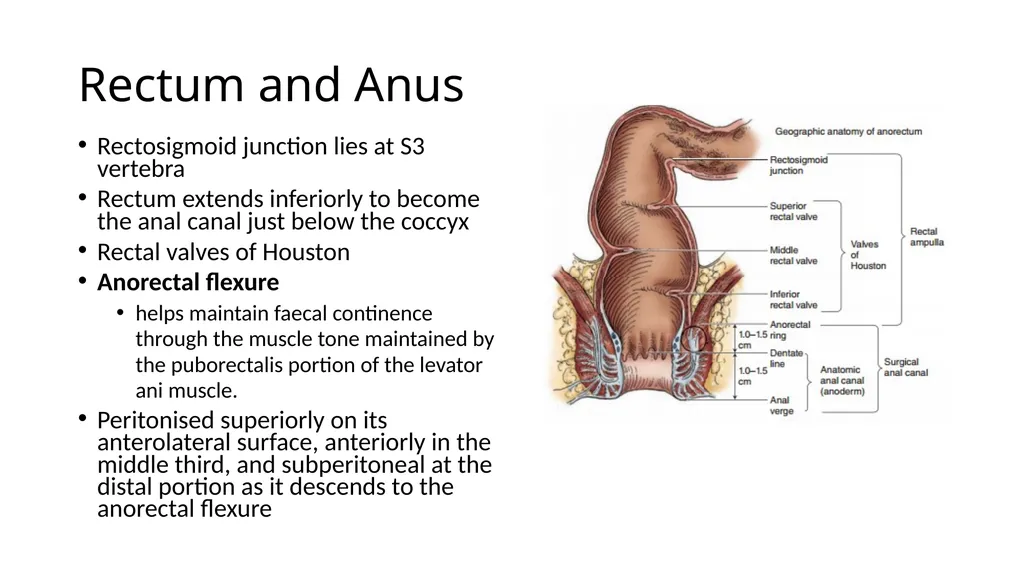 ANATOMY OF THE LOWER GASTROINTESTINAL TRACT DR. A. - slide 12 of 23