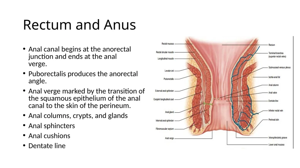 ANATOMY OF THE LOWER GASTROINTESTINAL TRACT DR. A. - slide 13 of 23
