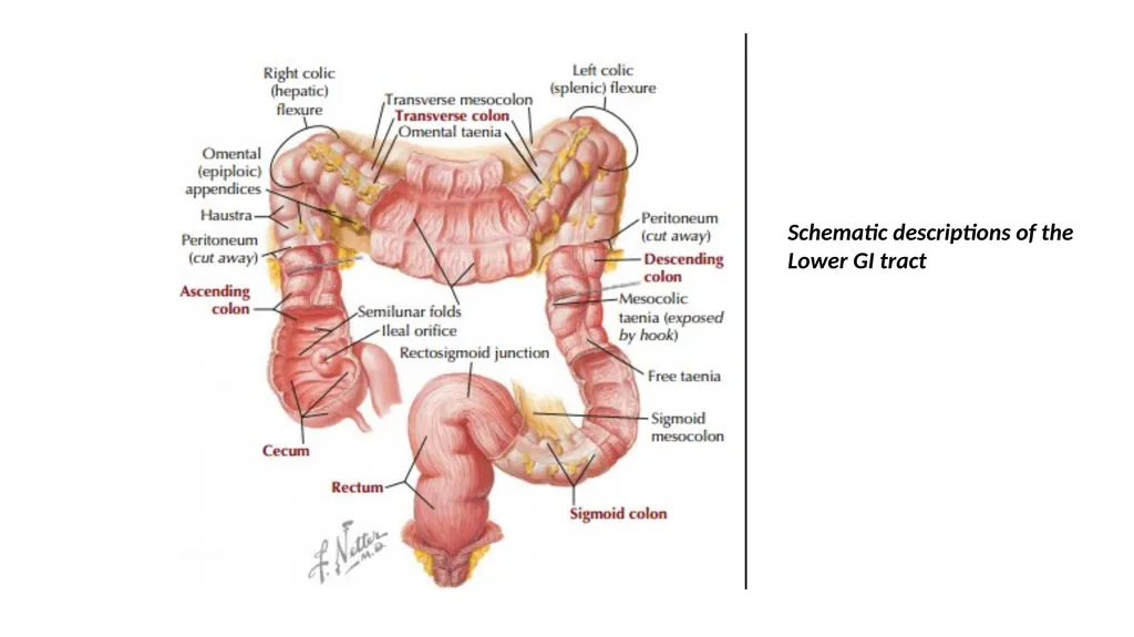 ANATOMY OF THE LOWER GASTROINTESTINAL TRACT DR. A. - slide 5 of 23