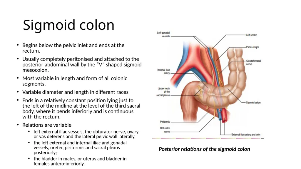 ANATOMY OF THE LOWER GASTROINTESTINAL TRACT DR. A. - slide 11 of 23