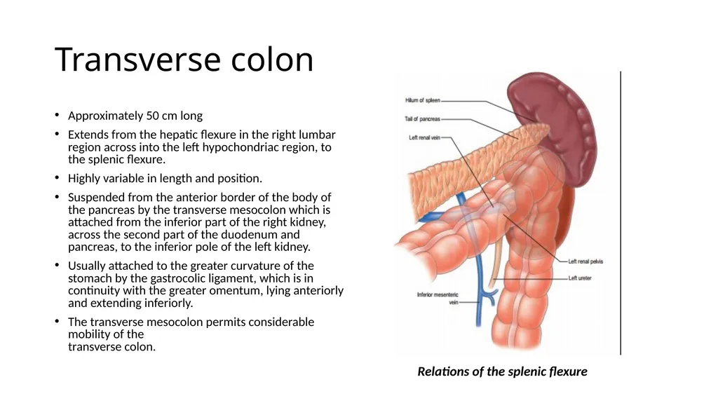 ANATOMY OF THE LOWER GASTROINTESTINAL TRACT DR. A. - slide 9 of 23