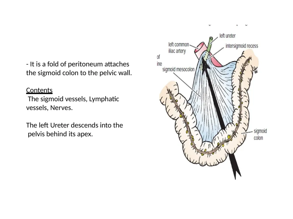 Sigmoid colon Dr. Dima Hamarsheh - slide 4 of 52