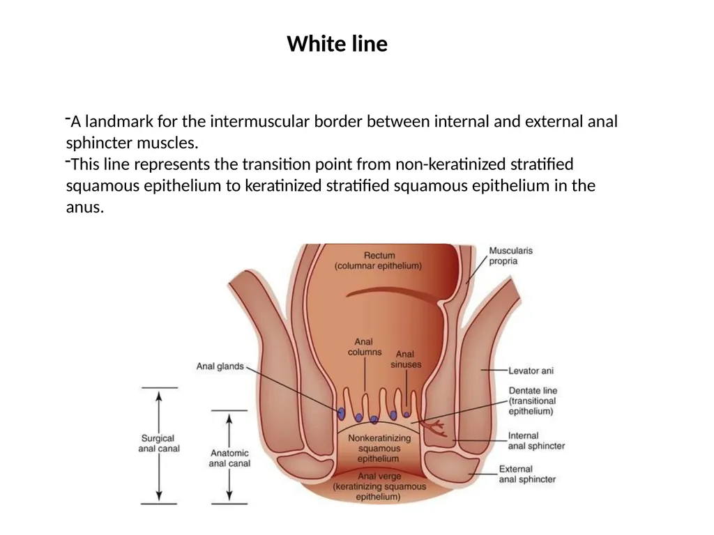 Sigmoid colon Dr. Dima Hamarsheh - slide 39 of 52