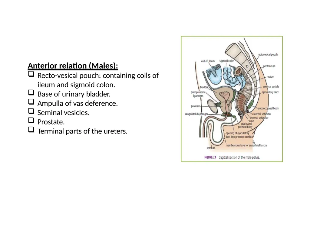 Sigmoid colon Dr. Dima Hamarsheh - slide 24 of 52