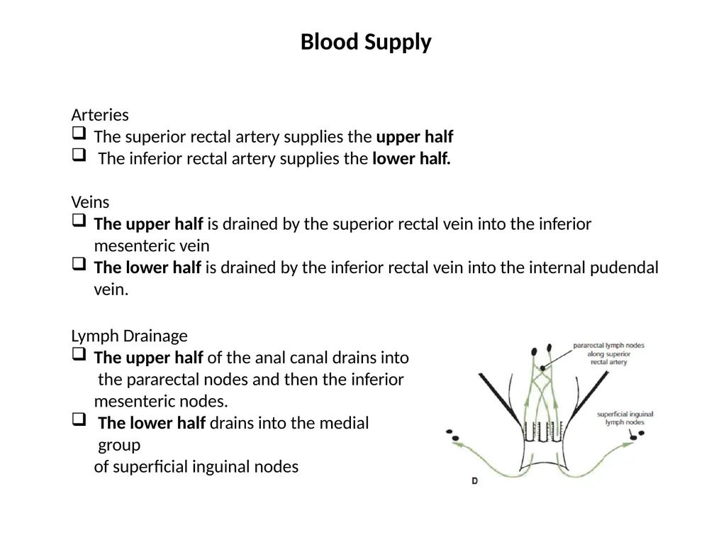 Sigmoid colon Dr. Dima Hamarsheh - slide 43 of 52