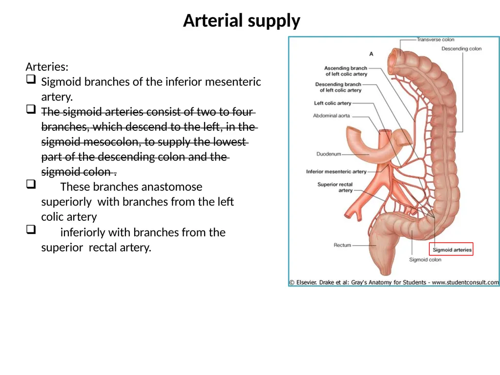 Sigmoid colon Dr. Dima Hamarsheh - slide 7 of 52