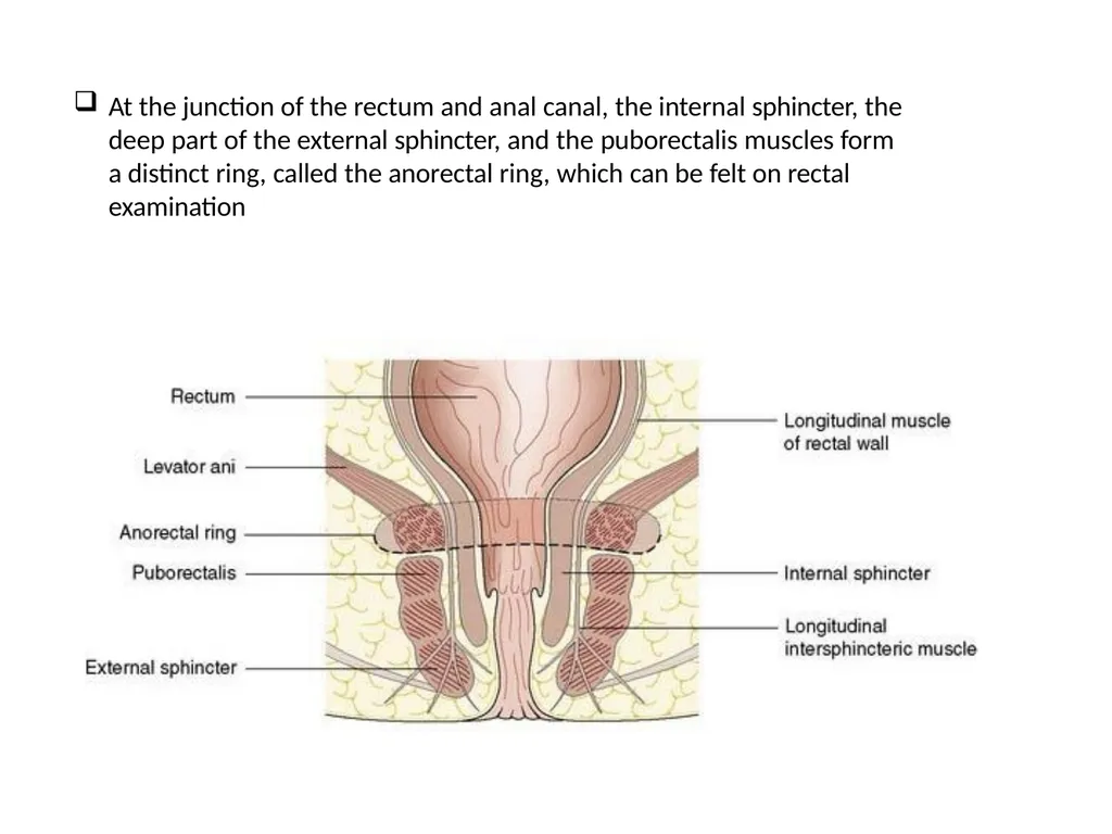 Sigmoid colon Dr. Dima Hamarsheh - slide 42 of 52