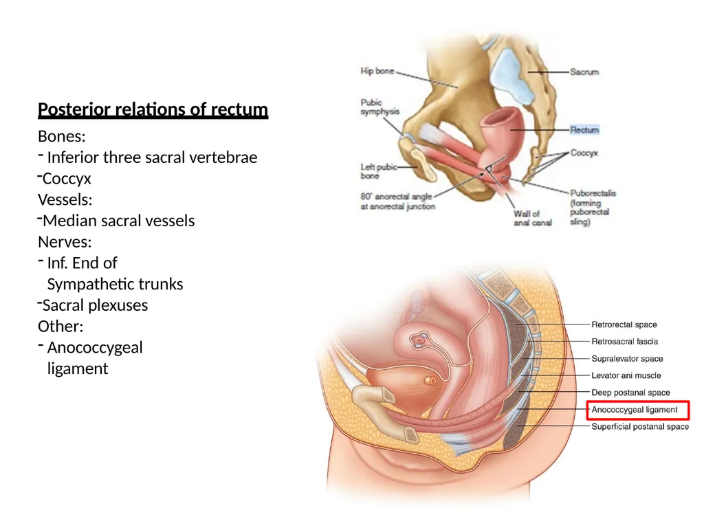 Sigmoid colon Dr. Dima Hamarsheh - slide 27 of 52
