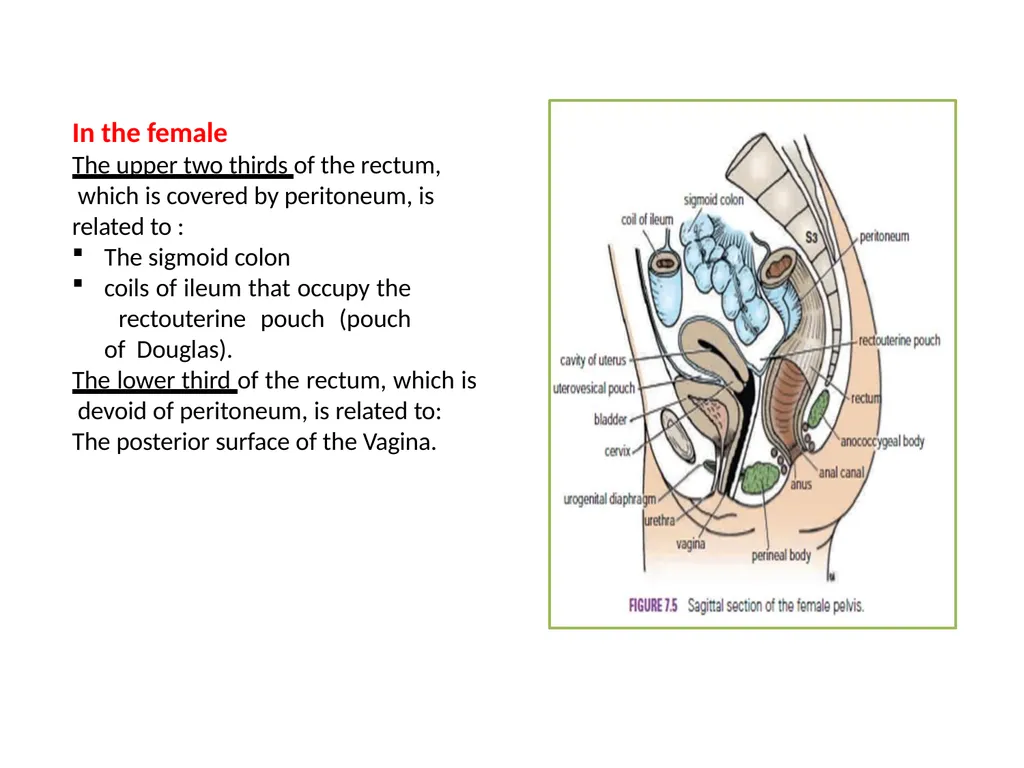 Sigmoid colon Dr. Dima Hamarsheh - slide 18 of 52