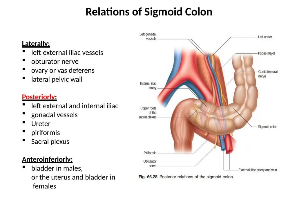 Sigmoid colon Dr. Dima Hamarsheh - slide 5 of 52