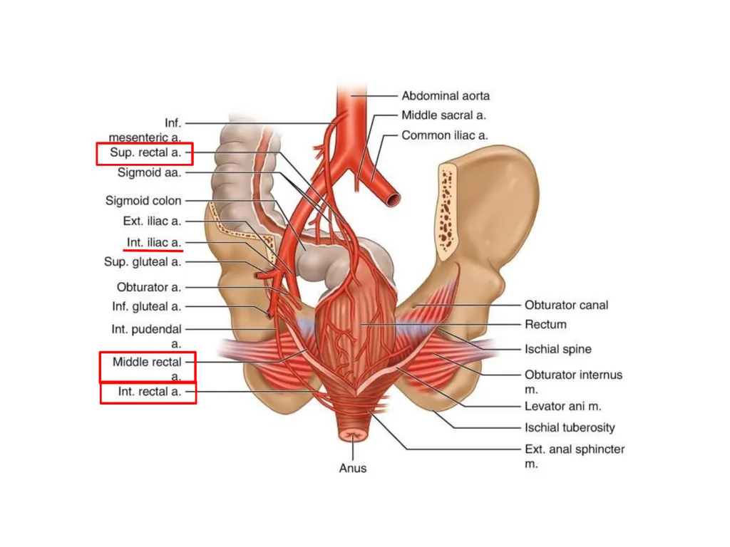Sigmoid colon Dr. Dima Hamarsheh - slide 20 of 52