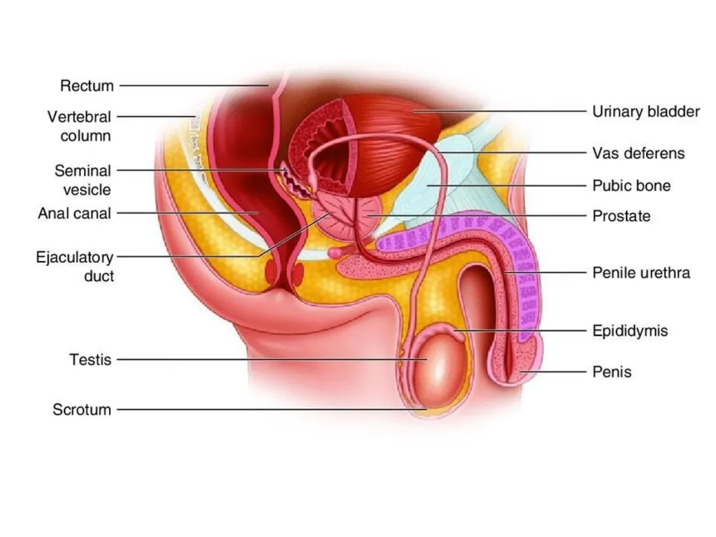 Sigmoid colon Dr. Dima Hamarsheh - slide 25 of 52