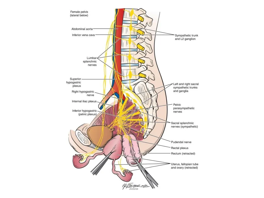 Sigmoid colon Dr. Dima Hamarsheh - slide 28 of 52