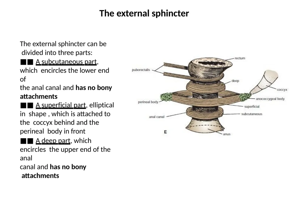 Sigmoid colon Dr. Dima Hamarsheh - slide 41 of 52