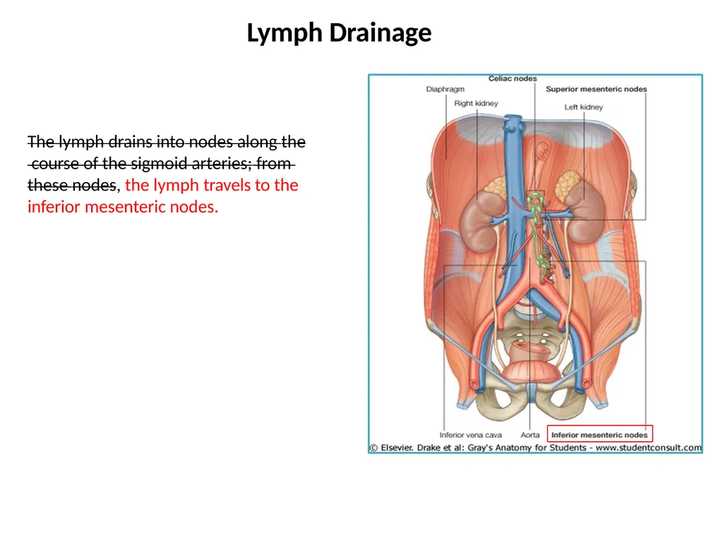 Sigmoid colon Dr. Dima Hamarsheh - slide 9 of 52
