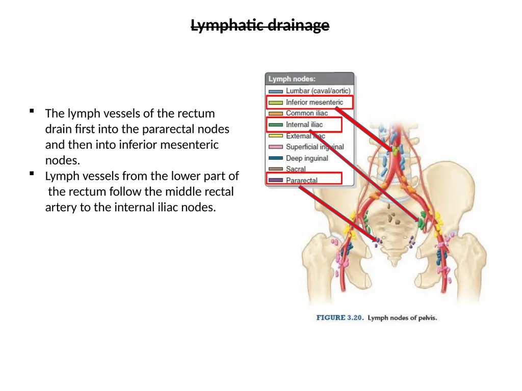 Sigmoid colon Dr. Dima Hamarsheh - slide 22 of 52