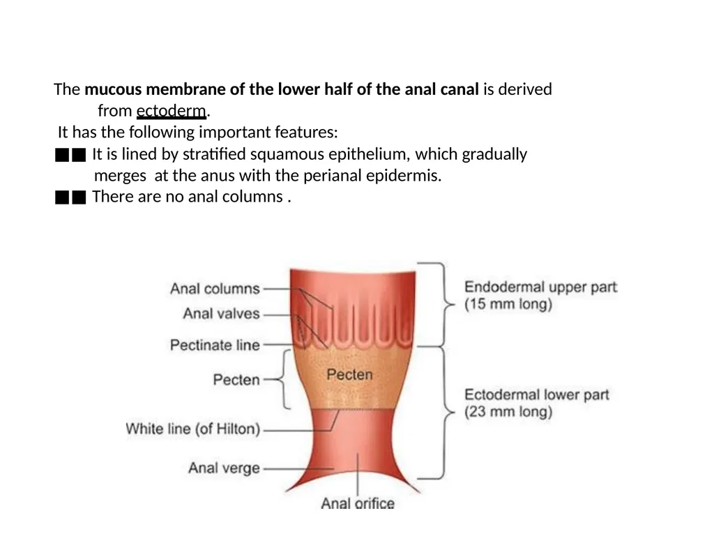 Sigmoid colon Dr. Dima Hamarsheh - slide 36 of 52