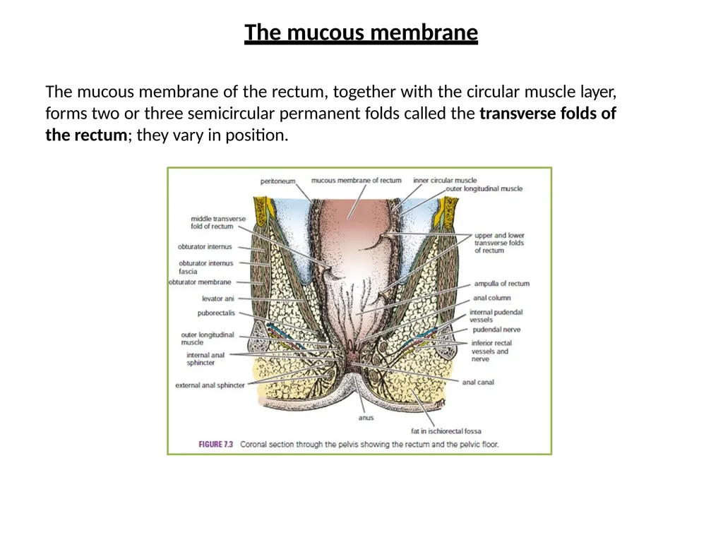 Sigmoid colon Dr. Dima Hamarsheh - slide 17 of 52
