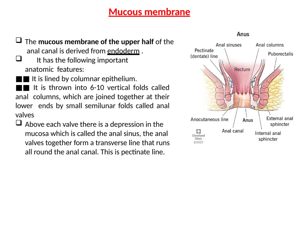 Sigmoid colon Dr. Dima Hamarsheh - slide 33 of 52