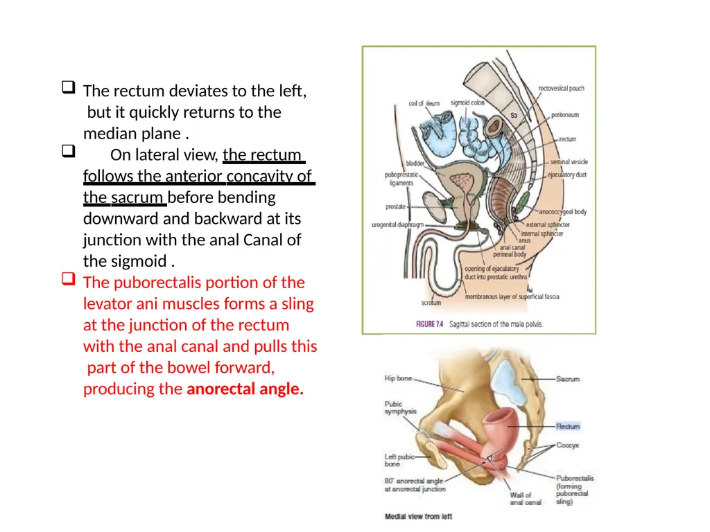 Sigmoid colon Dr. Dima Hamarsheh - slide 14 of 52