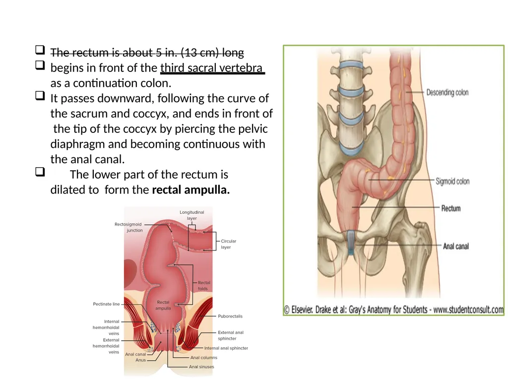 Sigmoid colon Dr. Dima Hamarsheh - slide 13 of 52